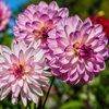 toppicks_1